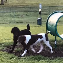 Mercer County Bark Park photo 2